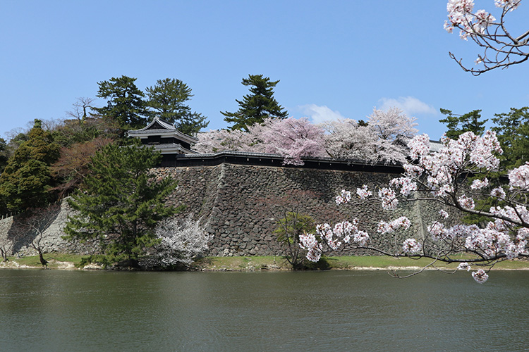 桜12