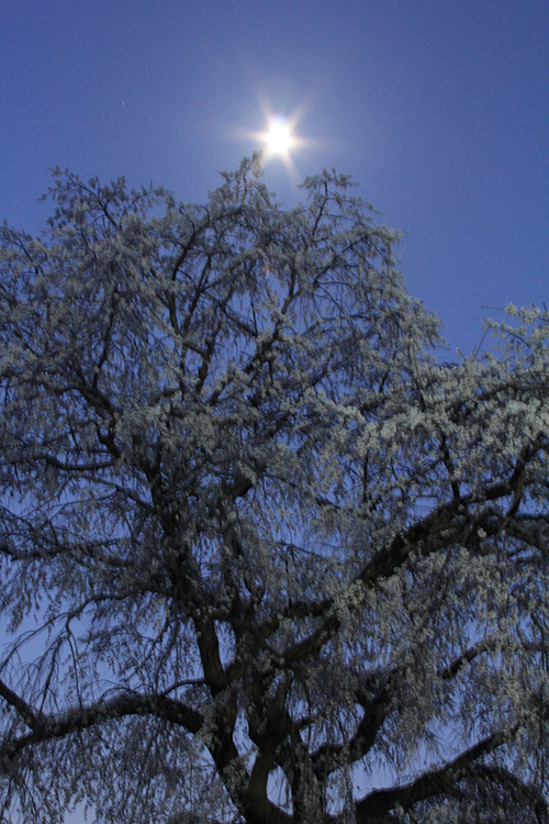 桜9