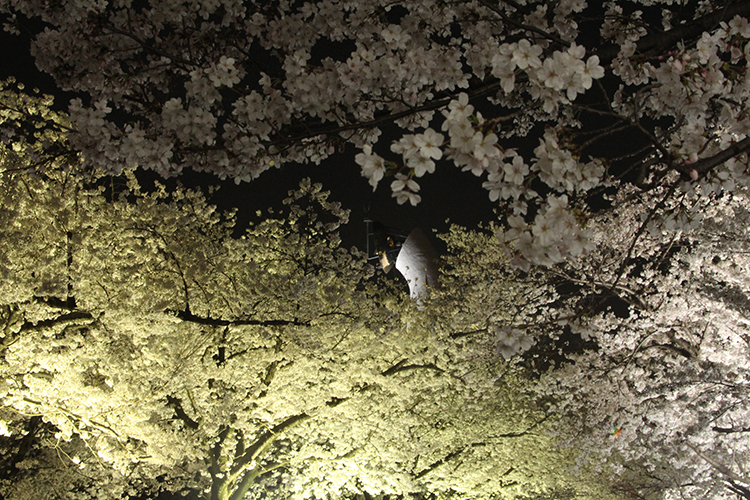 桜10