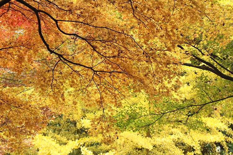 紅葉5