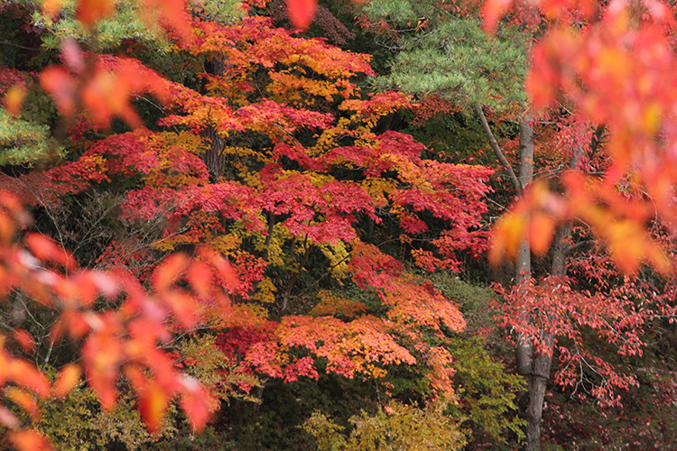紅葉2