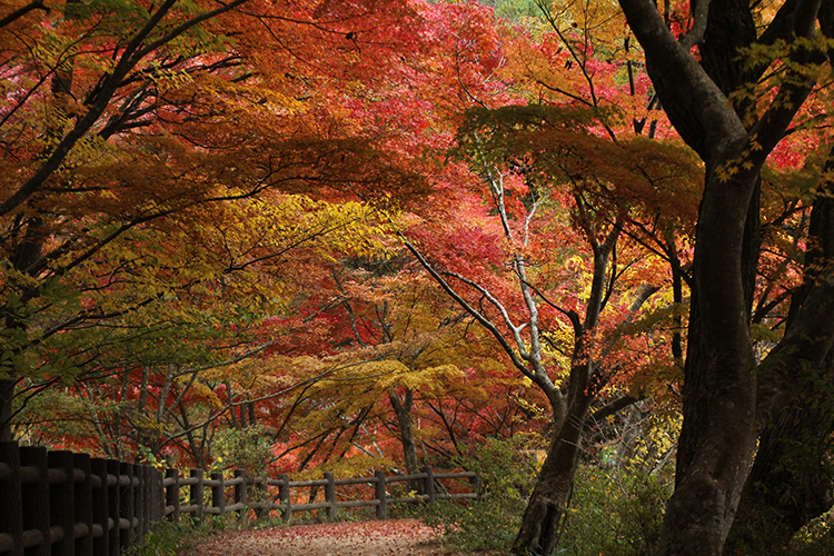 紅葉4