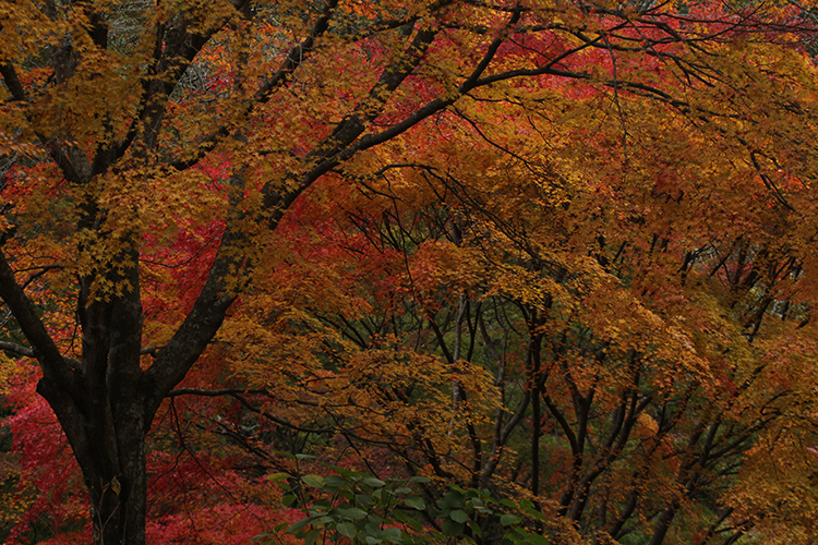紅葉1