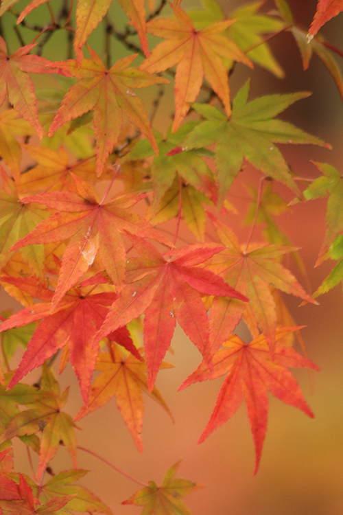 紅葉3
