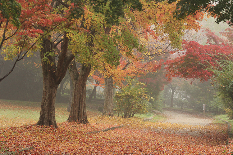 紅葉6