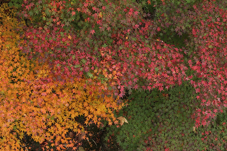 紅葉7