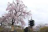 東寺・桜1