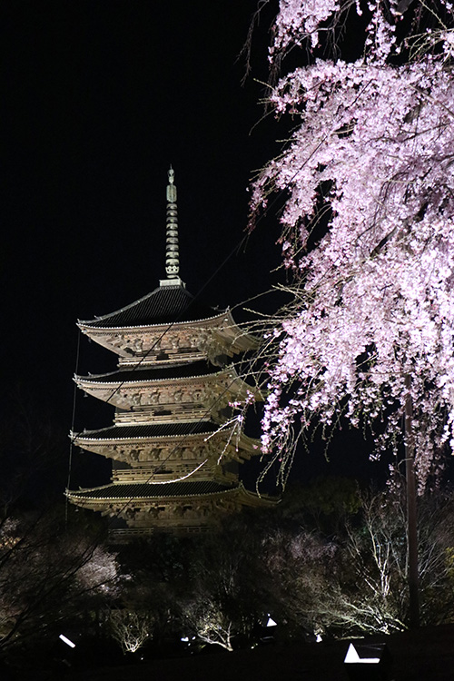 東寺・桜3