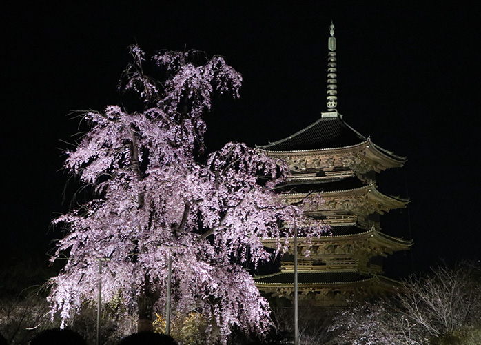 東寺・桜5