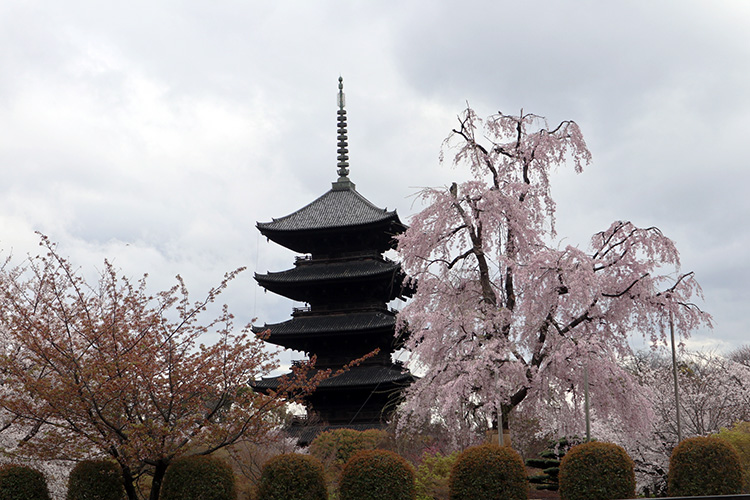 東寺・桜2