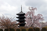 東寺・桜2