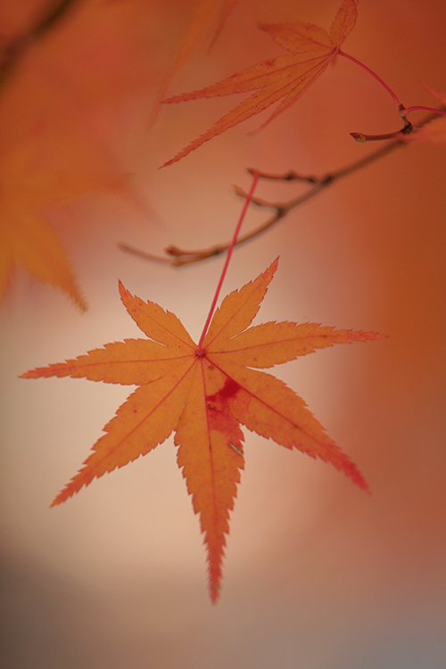 紅葉6