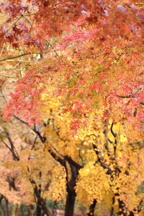 紅葉10
