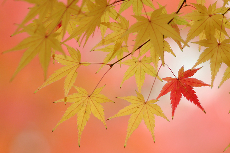 紅葉1
