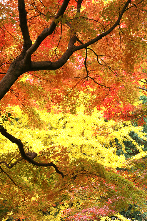 紅葉8