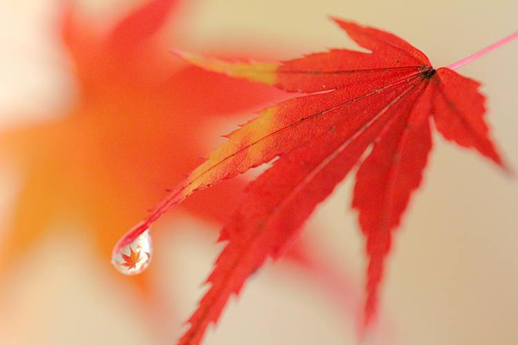 紅葉2