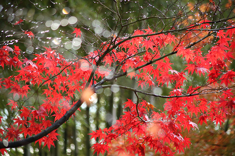 紅葉3