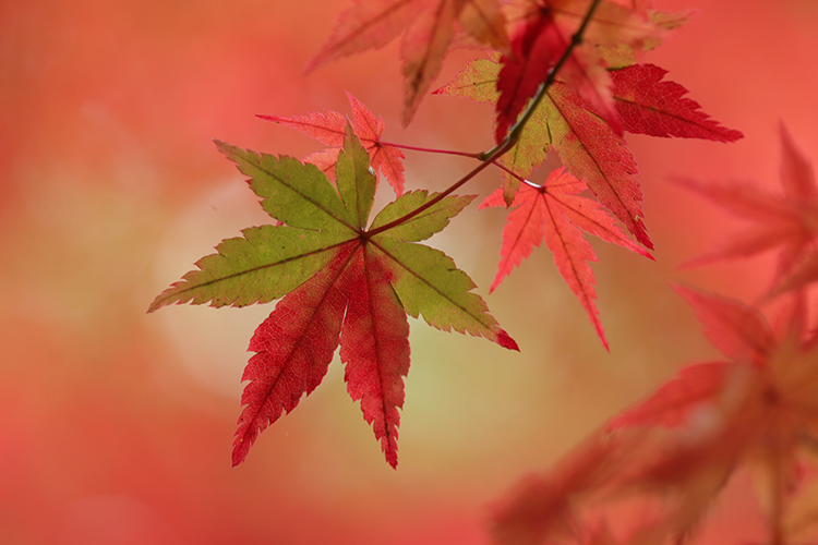 紅葉5