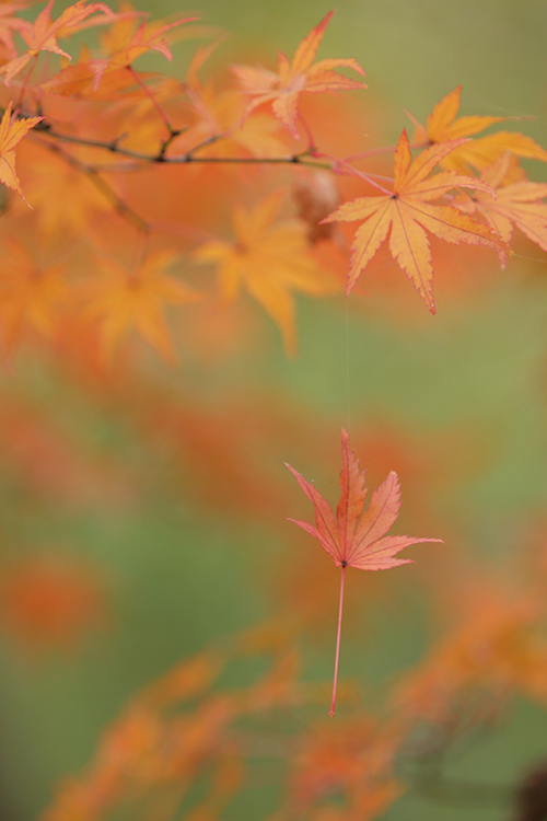 紅葉9