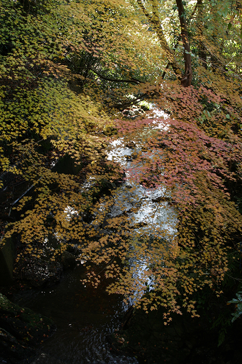 紅葉17
