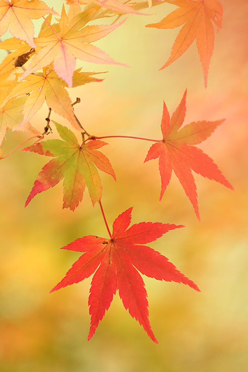 紅葉19