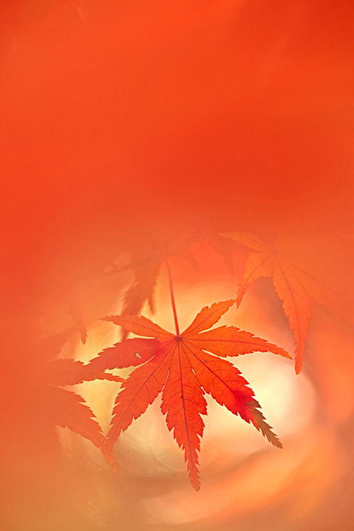 紅葉20