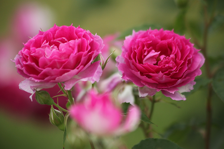 薔薇3