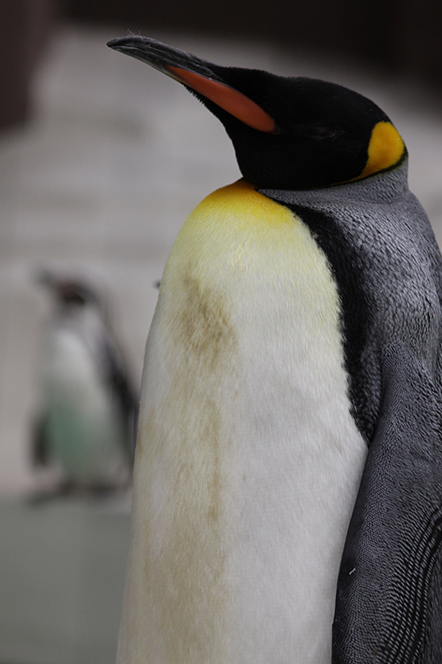 天王寺動物園