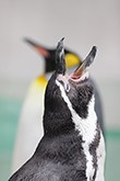 天王寺動物園