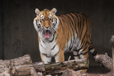 天王寺動物園