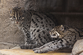 天王寺動物園