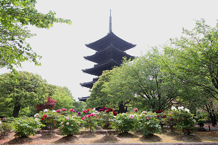 東寺・牡丹1