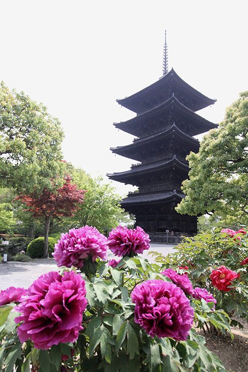 東寺・牡丹3