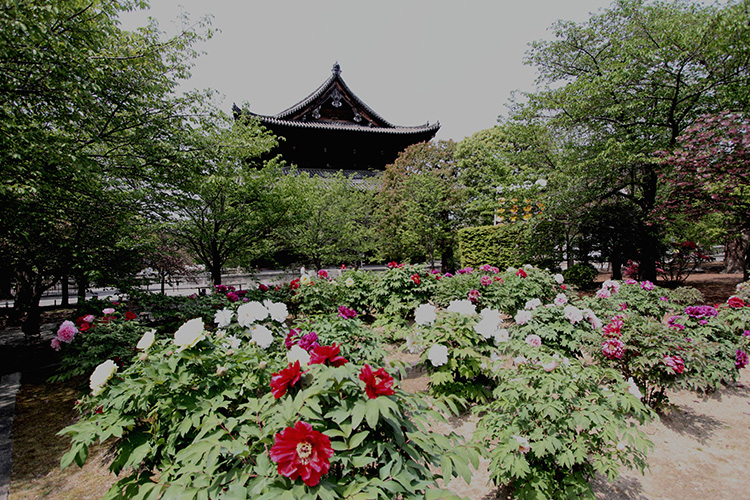 東寺・牡丹2