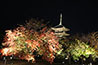 東寺・紅葉