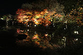 東寺　紅葉7