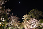 東寺・桜1