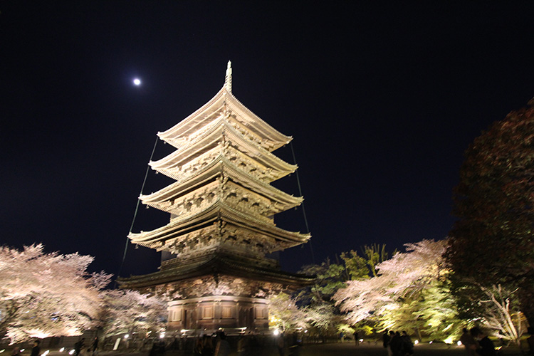 東寺・桜7