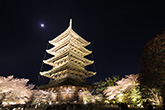 東寺・桜7