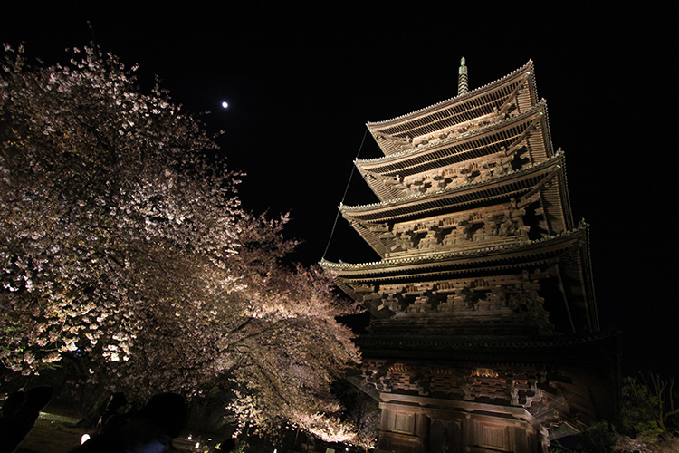 東寺・桜6