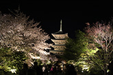 東寺・桜4