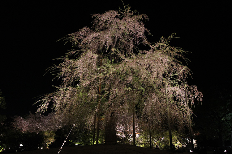 東寺・桜5