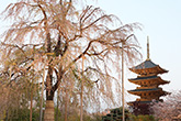 東寺・桜11