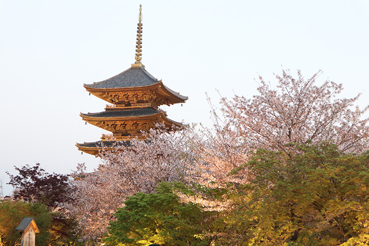 東寺・桜12