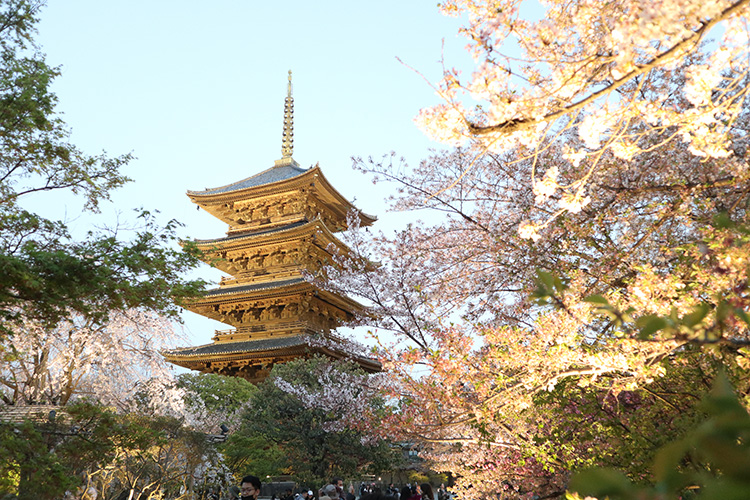 東寺・桜13