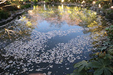 東寺・桜14