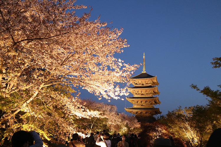 東寺・桜10