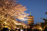 東寺・桜10