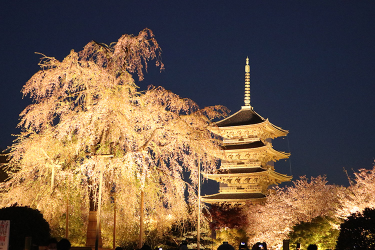 東寺・桜9