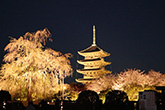 東寺・桜8